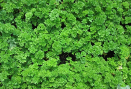 100 Pc Seeds Moss Curled Parsley Vegetable Plant, Parsley Seeds for Planting |RK - £15.05 GBP