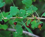 Organic Trumpet Gooseberry Fruiting {Ribes leptanthum} 40 seeds - $5.45