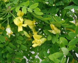 Caragana Microphylla (Littleleaf Peashrub) 25 seeds - £1.56 GBP