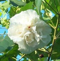 SEPTH Hibiscus Mutabilis Double | Confederate Cotton Rose | 10_Seeds - $24.00