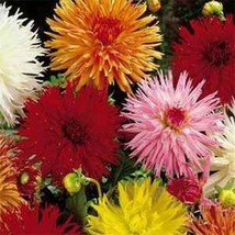 HS Dahlia  Cactus Mix 25 Seeds   - £4.76 GBP