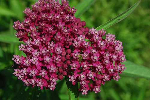 Milkweed Swamp Milk Weed Pink Red Rose Flower 50 Seeds Garden - £2.39 GBP