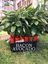 Bacon Avocado Tree, Grafted - VERY COLD HARDY - Grafted Live Avocado Tree - £42.99 GBP