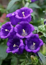 Sell Store 300 Seeds Purple Canterbury Bells Campanula Hummingbird Organic Gift  - £7.00 GBP