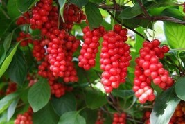 Schisandra Chinensis Chinese Magnolia Vine Five Flavor Fruit 10 Seeds Gardening  - $23.90