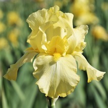 20 Bi-Color Yellow Bearded Iris Germanic Iris Seeds Perennial Flower - £14.35 GBP