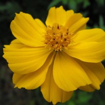 300 Yellow Sulphur Cosmos Bipinnatus Flower Seeds New Fresh Seeds - £11.52 GBP