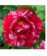 Best Sellingggg 50 Pieces/Bag Camellia Bonsai Camellia Flowers Plants 24... - €9,65 EUR