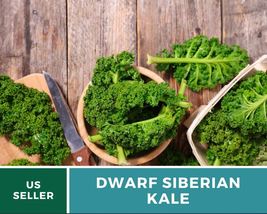 250 Pcs Dwarf Siberian Kale Heirloom Seeds GMO Free Brassica oleracea Seed - £15.52 GBP
