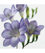 100PCS Freesia Seeds - £6.30 GBP