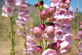 Penstemon Palmer 100 Seeds Heirloom Flower Showy Blooms Attracts Hummin Fresh - £10.38 GBP