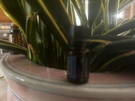 doTERRA DigestZen Essential Oil 5ml 12/29 NEW SEALED - $16.99