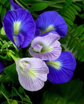 Thai Butterfly Pea flower seed, 25 Seeds Blue Butterfly Pea Vine,  CLITO... - $2.85