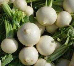 White Egg Turnip Garden 400 Seeds - $9.18