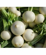 White Egg Turnip Garden 400 Seeds - $9.18
