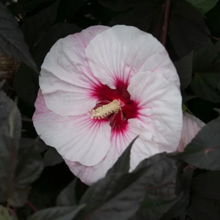 1.Bush Hibiscus PERFECT STORM 2.5&quot; Pot  Live Potted Plantfor Home Garden - £28.28 GBP