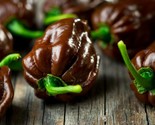 Chocolate Habanero Capsicum Chinense 20 Seeds - £7.22 GBP