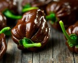 Chocolate Habanero Capsicum Chinense 20 Seeds - $8.99