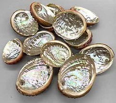 (pack Of 100) 2&quot; - 3&quot; Abalone Shell Incense Burner - £101.73 GBP