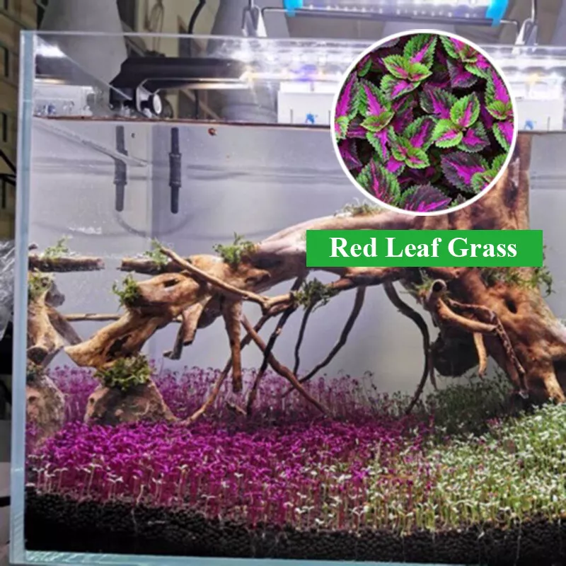 LWS Aquarium Plant Fish Tank Aquatic Water Red Leaf Grass Seeds USPS Shi... - €7,81 EUR