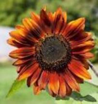 Velvet Queen Sunflowers Seeds - Organic Non Gmo - Heirloom 10 Seeds - £8.77 GBP