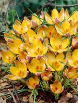 Advance Snow Crocus 15 Bulbs - Very Hardy! - 5/+ cm Bulbs - NEW - $48.99