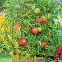 151 Beefsteak Tomato Seeds Vegetable Summer Garden Container Organic Native Easy - £9.49 GBP