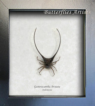 Strange Wishbone Spider Gasteracantha Arcuata Entomology Collectible Displa - £39.86 GBP