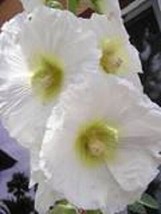 25 White Hollyhock Alcea Rosea Flower Seeds Perennial USA Fast Shipping - £14.47 GBP