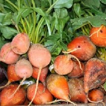 500 Beet Seeds Golden Detroit Gardening Usa Shipping - £9.90 GBP