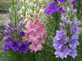 Delphinium Subalpine Larkspur Dwarf Mix Flower Annual Outdoor Cut 100 Pu... - £4.77 GBP
