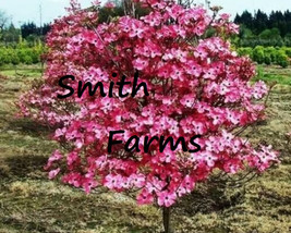 AD 10 Seeds Ruby Red Dogwood Tree Trees Home Garden - €11,42 EUR