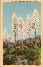 Yuccas in Bloom in Southern CA Postcard PC520 - £3.90 GBP