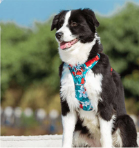 All-Purpose Dog Leash And Vest Set - £42.64 GBP+