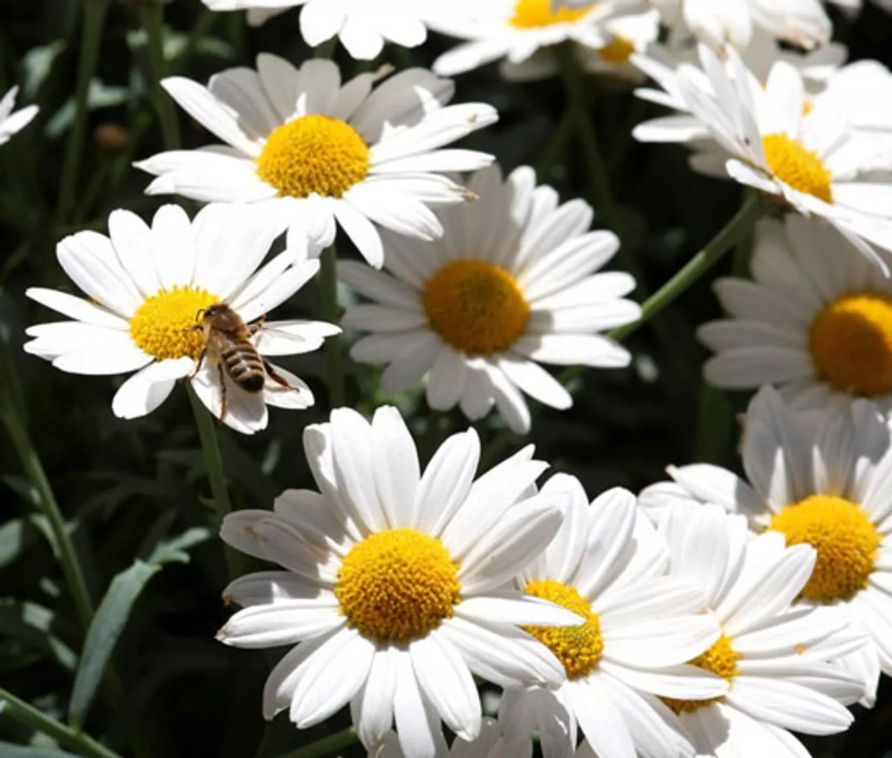 BStore 200 Oxeye Leucanthemum Vulgare Daisy For Garden Seeds Starter Kits - $11.26