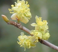 Spicebush Lindera Benzoin Shrub 10 Seeds Fragrant Fall Colors Garden USA Shippin - £6.26 GBP