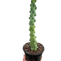 Boobie's Cactus Collection 4-Inch Desert Succulent Pot, Low-Maintenance Indoor - $1,661.31 MXN