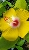 1 Pc Hibiscus Plant, Exotic Hawaiian Yellow Hibiscus Starter Live Plant 5&quot; Tall  - £14.94 GBP