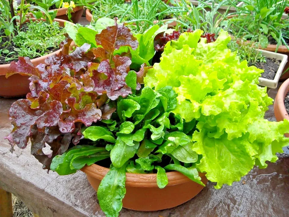 600 Mix Seeds Leaf Lettuce Gourmet Salad Blend Organic Garden - $4.99