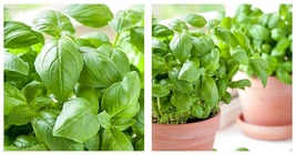 200 Seeds Herb Basil Large Sweet Herb For Pots Container Gardens Cooking - £12.98 GBP