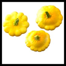 15 Yellow Bush Scallop Summer Squash Seeds Non-Gmo Yellow Patty Pan Fres... - $10.80