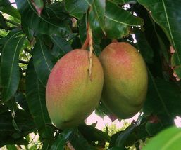 Mango (Mangifera) live Tropical Fruit Tree 12”-24” - £40.59 GBP