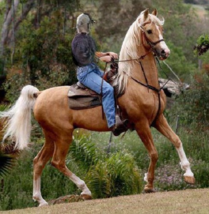 Shleich American Saddlebred Horses 6&quot; x 5&quot; - $6.93