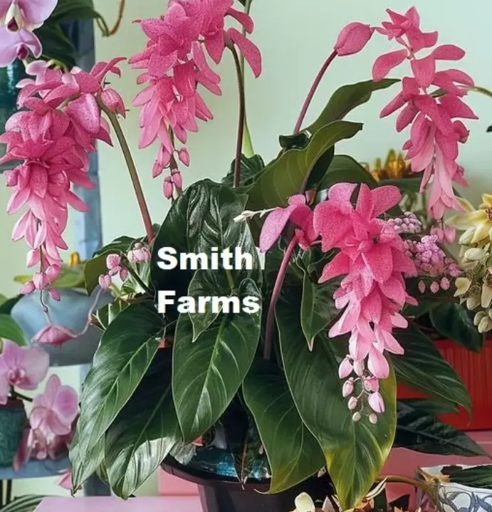 25 Seeds Pink Medinilla Magnifica Flower Fast US Shipping - $9.50