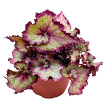 Harmony&#39;s Pink Dreams 6 inch Begonia Rex Soft Pink White Spiral Purple Band - £25.98 GBP