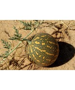 Colocynth Bitter Apple 50 Citrullus Bitter Cucumber Vine Heirloom Seeds - €9,66 EUR