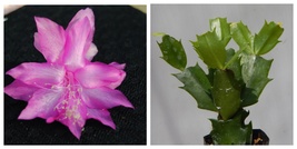 Miss Shimano Christmas Cactus Well Rooted Starter Plant Schlumbergera Tr... - £26.84 GBP