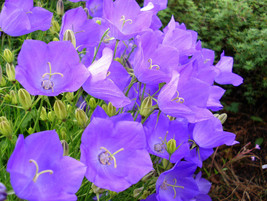 Bellflower Tussock Campanula Lavender Blue Flower 560 Seeds Fresh Seeds USA - $5.98