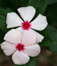 50 seeds  Bright Eye Periwinkle {Vinca rosea}  - £5.93 GBP