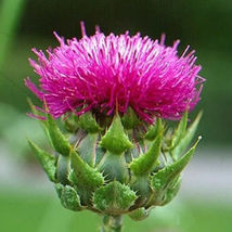 Shipped From Us 200 Purple Milk Thistle Silybum Marianum Flower Seeds, LC03 - £16.78 GBP